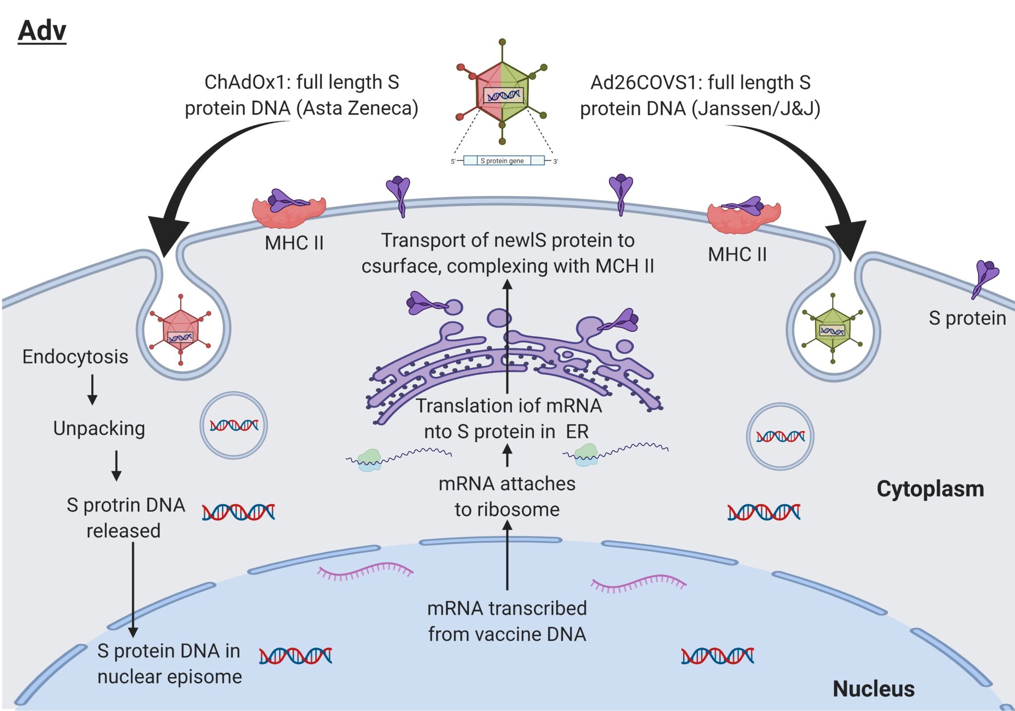 Vaccines and Variants | Covid Clearing Station